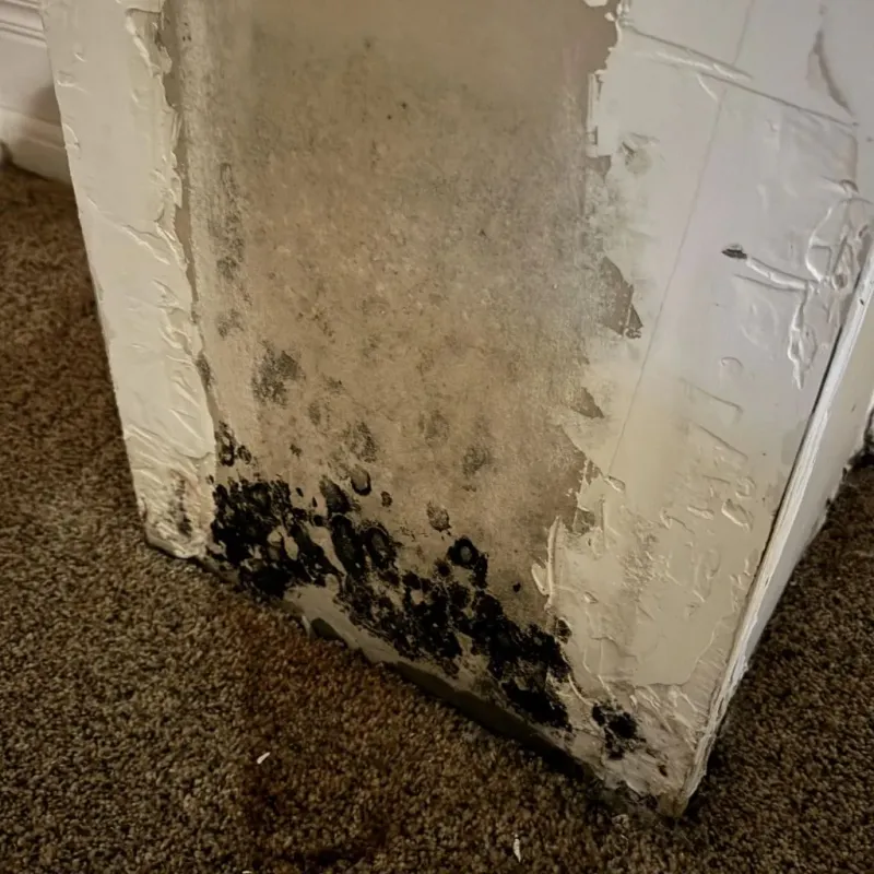 Professional Mold Removal in Dover, PA
